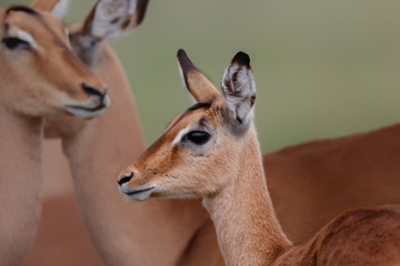 Portrait of a young impala in Kruger National Park in South Afrika in the green season