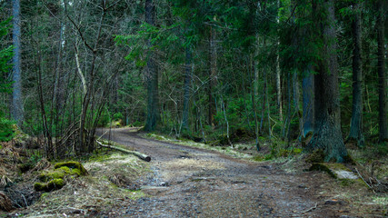 tree in the forest, dark forest