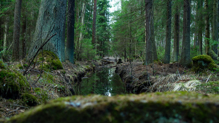 tree in the forest, dark forest