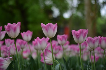 pink tulips in spring