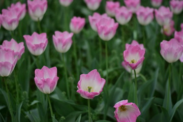Fototapeta na wymiar pink tulips in spring