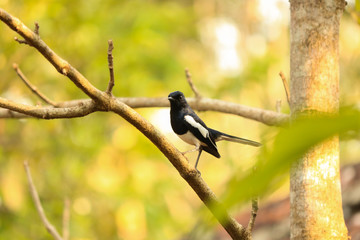 bird on a branch