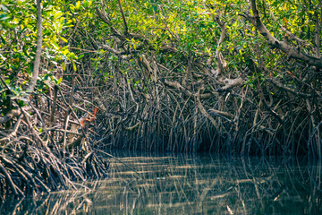 Gambia Mangroves. Kayaking in green mangrove forest in Gambia. Africa Natural Landscape.