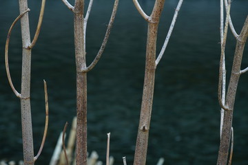 Kamtschatka-Knöterich