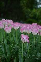 pink tulips in spring