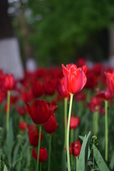 red tulip in springtime