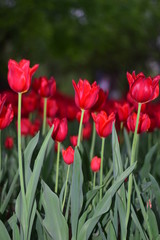red tulip in springtime