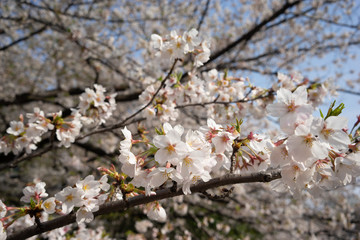 sakura cherry blossom tree japan