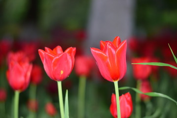 red tulip in springtime