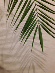 photo palm tree leaf shadow background tropic