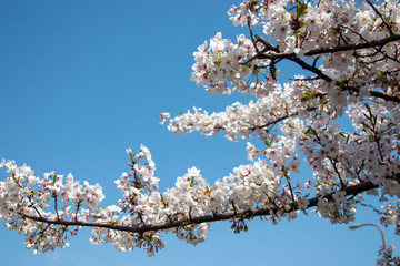 桜と青空