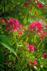 Vibrant Pink Rhododendrons in a Garden in Glasgow Scotland