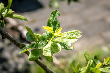 Twig of plum fruit tree with new green leaves. Springtime concept