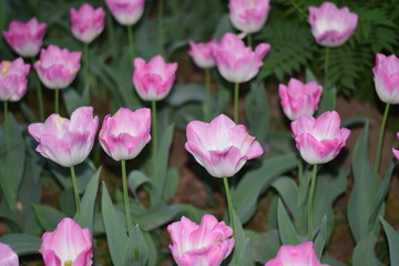 pink tulips in spring