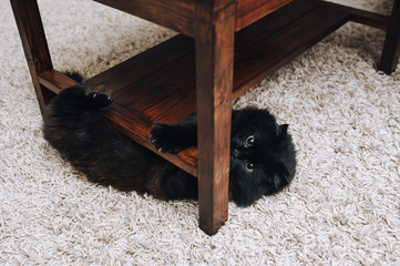 A funny fluffy black and mischievous cat lies on a beige carpet and peeks out from under a wooden coffee table and bites him. The concept of quarantine, self-isolation, coronavirus COVID-19. Big eyes.