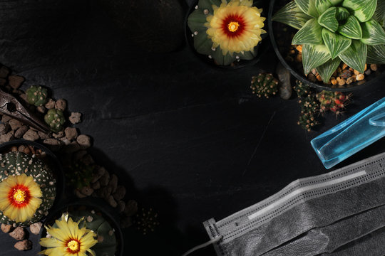A cactus flowers and mask on the table in Stay Save Stay Hone ideas concept.