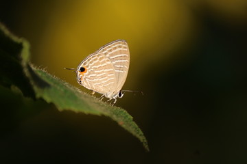 butterfly on a leaf