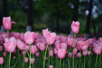 pink tulips in spring