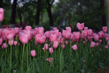 Obraz premium pink tulips in spring
