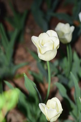 white tulips in spring