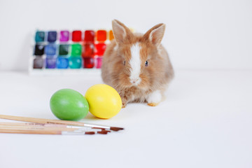Easter greeting card cute live rabbit, paint and painted eggs on white background