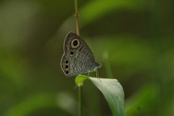 butterfly on a green leaf