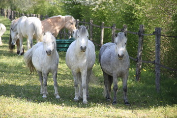 Grey playful thug horse ponies team