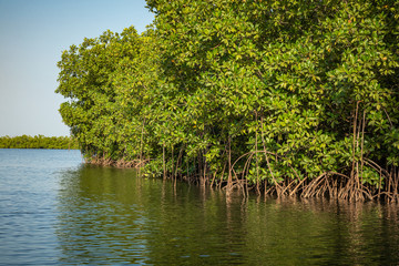 Gambia Mangroves. Kayaking in green mangrove forest in Gambia. Africa Natural Landscape.