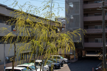 Fototapeta na wymiar 柳の木とアパート