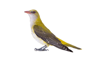 young oriole isolated on a white background.