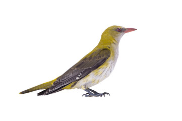 young oriole isolated on a white background.