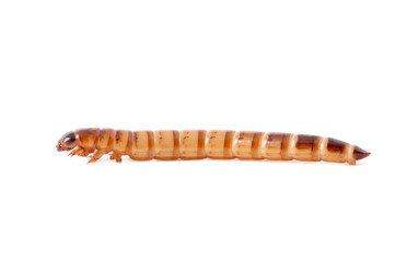 Flour worm isolated on a white background.