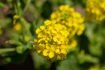 黄色い菜の花