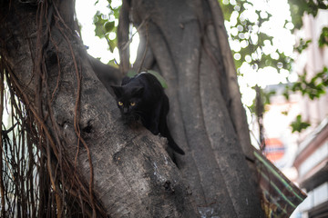 A black cat with glowing eyes sitting on a branch of a tree and peeping.