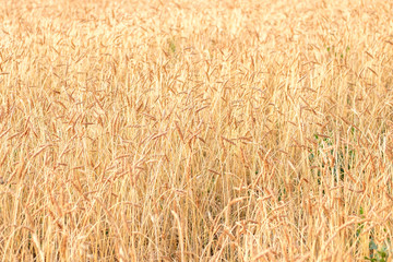texture of many wheat spikelets in the summer on a farmer's field