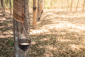 Natural rubber latex is dropping to rubber container or bowl from rubber tree.