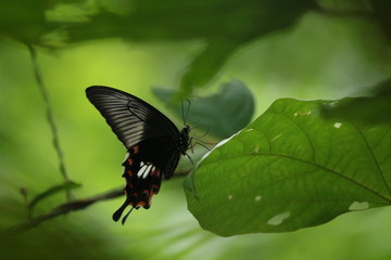 butterfly on a green leaf