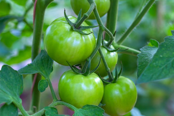 A bunch of organic unripe green tomato in a greenhouse. Homegrown, gardening and agriculture consept. Natural vegetable organic food production, backlight