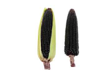 Fresh red corn. Grains of ripe corn with clipping path. (black corn, purple corn)