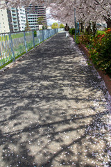 桜の花びらが散る遊歩道