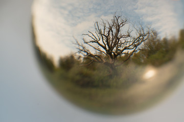 Lovely, slightly distorted view of a tree during springtime. Shallow depth of field.