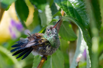 A juvenile Copper-rumped hummigbird bathing in a Vervain patch with ptaches of sunlight.