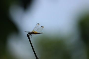 dragonfly on a leaf