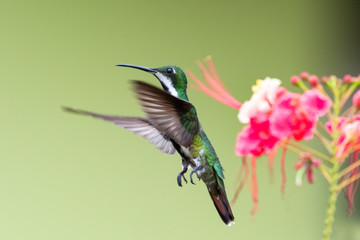 A female Black-throated Mango hummingbird hovering by some Pride of Barbados flowers.