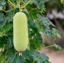 Hanging young winter melon. tropical vegetable (Benincasa) in the garden with blurred background
