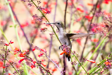 A female Ruby Topaz hummingbird hovering in the middle of a firecracker plant surrounded by flowers.