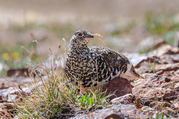 White-tailed Ptarmigan Lagopus leucura in Summer Plumage