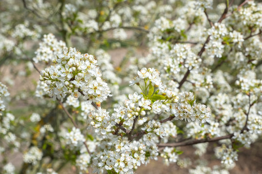 Prunus mahaleb Steinweichsel in Bl&uuml;te