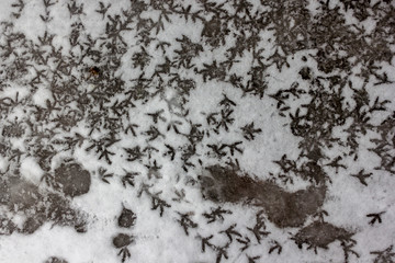 on wet snow a lot of bird footprints background