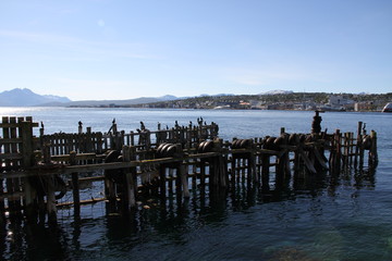 bird birds cormorants tromso tromsø  water travel tourism sea coast nature port blue landscape sky harbor architecture europe boatship mountain summer bay view city beautifull and mark mediterranean v